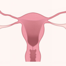 this is a diagram of the female reproductive system