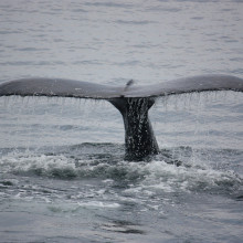 this is a picture of a whale with its tail out of the water