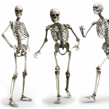 Human skeletons