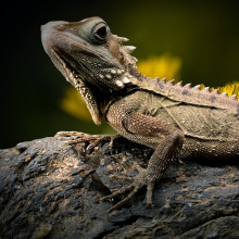 Reptile resting on stone