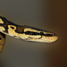 Python in Wild