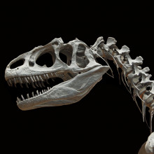 A shot of a meat-eating dinosaur skull