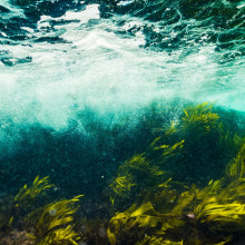 Kelp underwater