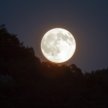 Full moon over a forest