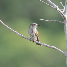 Bronze Cuckoo