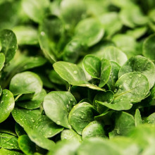 Close up lettuce leaves Close up lettuce leaves