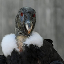 A headshot of a condor