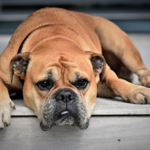 photo of a dog that looks bored