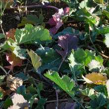 Oilseed rape crop