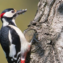 A greater spotted woodpecker on a tree