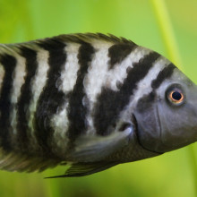 Zebrafish