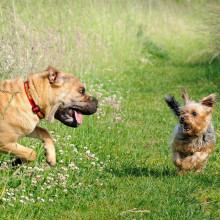 Two dogs joshing with one another