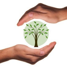 Conservation and good stewardship of the Earth: Two hands cupping a tree Conservation and good stewardship of the Earth: Two hands cupping a tree