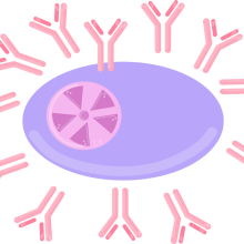 An antibody-producing plasma B cell 