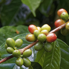 Coffee plant