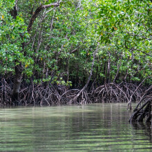 Mangrove forests at the tidal margin are powerful drivers of the blue carbon cycle Mangrove forests at the tidal margin are powerful drivers of the blue carbon cycle