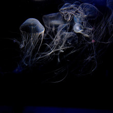 The deep sea The deep sea