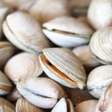 A pile of sea clams Sea Clams