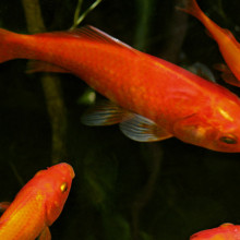 Goldfish in pond Goldfish in pond