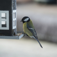 Great Tit at bird feeder