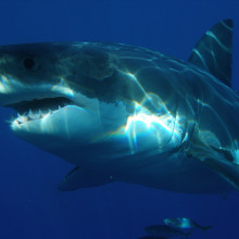 Great White Shark