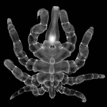 A sea spider