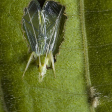 A tree cricket calling from a baffle