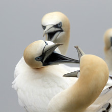 Fighting Gannets