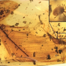 Tick found inside ancient amber with dinosaur feather. 