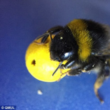 Bee dragging a ball