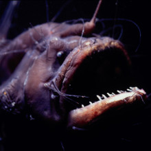 Anglerfish