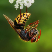 European hornet with the remnants of a honey bee.