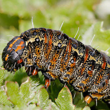 Pasture Day Moth Caterpillar, Apina callisto, specimen is approx 40mm in length. Taken in Swifts Creek, Victoria