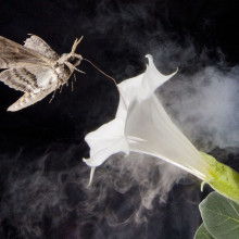 A pollinating moth