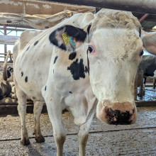Cow with ear tracker Cow with ear tracker