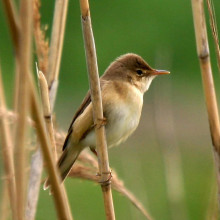 reed warbler