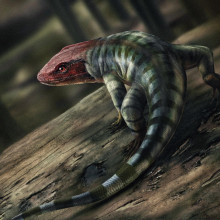 Amniote reconstruction