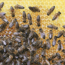 Honey bees on honeycomb