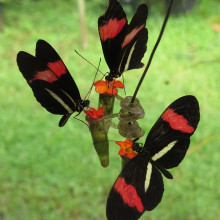 photo of Heliconius Melpomene butterflies