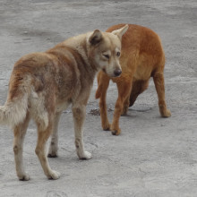 Ecuadorian dogs Ecuadorian dogs