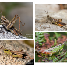 grasshopper speciesDifferent species of Chorthippus grasshopper that closely resemble each other 