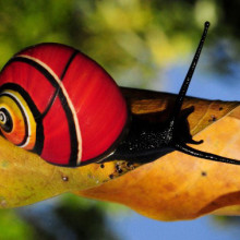 Polymita picta