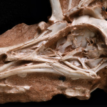 Navaornis skull
