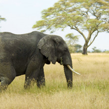 African elephant African elephant
