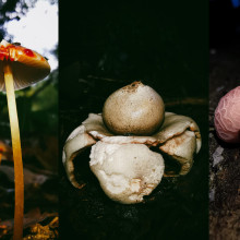 A selection of fungi from the fungi walk