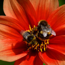 Bee on a flower