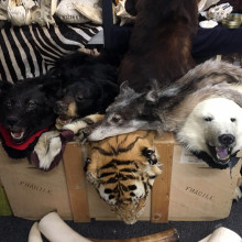 Some of the animal skins confiscated by Border Force at Heathrow