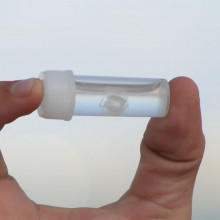 Irukandji jellyfish