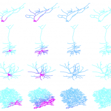 An internal conveyor system moves molecules around inside neurones.