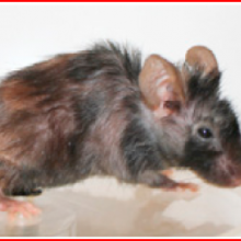 Anti-senescence drug reverses ageing in old mice